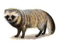 Image of: Nyctereutes procyonoides (raccoon dog)