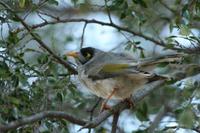 Manorina melanocephala - Noisy Miner