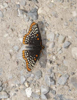 Image of: Euphydryas phaeton