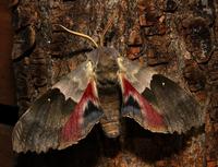 Image of: Pachysphinx modesta (modest sphinx, poplar sphinx)