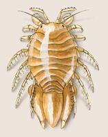 Image of: Chiridotea caeca
