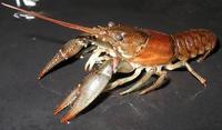 Image of: Orconectes virilis (virile crayfish)