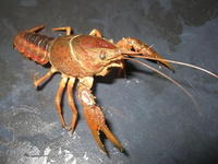 Image of: Procambarus acutus (white river crawfish)