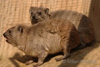 Procavia capensis - Common Rock Hyrax