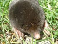 Talpa europaea - European Mole