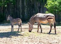 Equus zebra hartmannae - Hartmann's Zebra