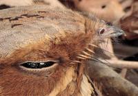 Image of: Caprimulgus macrurus (large-tailed nightjar)