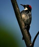 Image of: Melanerpes formicivorus (acorn woodpecker)