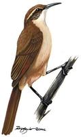Image of: Upucerthia harterti (Bolivian earthcreeper)