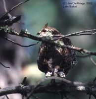 Hazel Grouse - Tetrastes bonasia