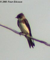 Sand Martin - Riparia riparia