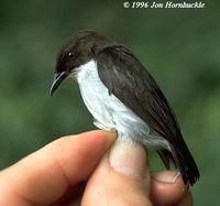 Buzzing Flowerpecker - Dicaeum hypoleucum