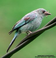 Verditer Flycatcher - Eumyias thalassinus