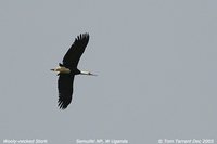 Woolly-necked Stork - Ciconia episcopus