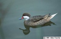 White-cheeked Pintail - Anas bahamensis