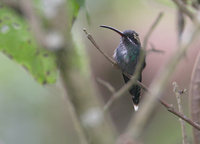 White-whiskered Hermit (Phaethornis yaruqui) photo