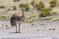 Puna Rhea, Pterocnemia tarapacensis