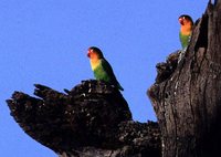 Fischer's Lovebird - Agapornis fischeri