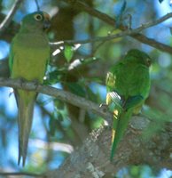 Peach-fronted Parakeet - Aratinga aurea