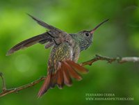 Buff-bellied Hummingbird - Amazilia yucatanensis