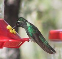 Magnificent Hummingbird - Eugenes fulgens