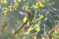 Black-tailed Trainbearer - Lesbia victoriae