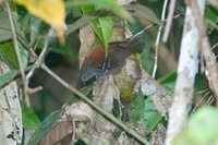 Stipple-throated Antwren - Myrmotherula haematonota