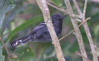 Narrow-billed Antwren - Neorhopias iheringi