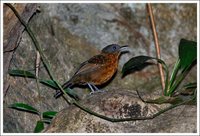 Caura Antbird - Percnostola caurensis