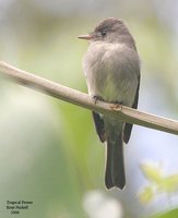 Tropical Pewee - Contopus cinereus