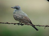 Cassin's Kingbird - Tyrannus vociferans