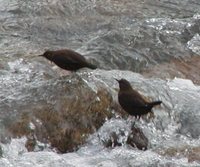 Brown Dipper - Cinclus pallasii