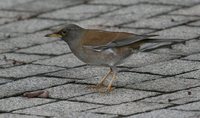 Pale Thrush - Turdus pallidus