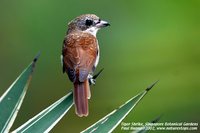 Tiger Shrike - Lanius tigrinus