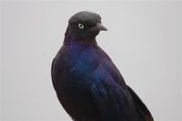 Rueppell's Glossy-Starling - Lamprotornis purpuropterus