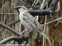 Saxaul Sparrow - Passer ammodendri