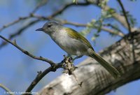 Green-tailed Warbler - Microligea palustris
