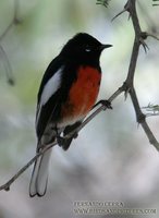 Painted Redstart - Myioborus pictus