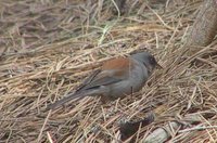 Yellow-eyed Junco - Junco phaeonotus