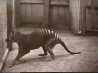 Tazmanian Tiger