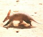 Aardvark.jpg