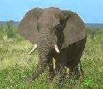 AfricanElephant.jpg