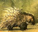 AfricanPorcupine.jpg