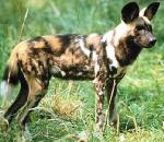 AfricanWildDog.jpg