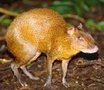 Agouti.jpg