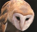 BarnOwl.jpg