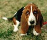 BassettHound.jpg