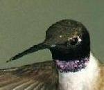 Black-chinnedHummingbird.jpg