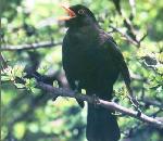 Blackbird.jpg