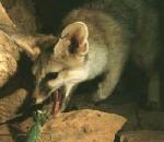 BlanfordsFox.jpg